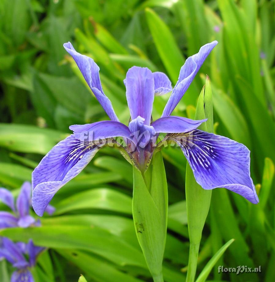 Iris bulleyana