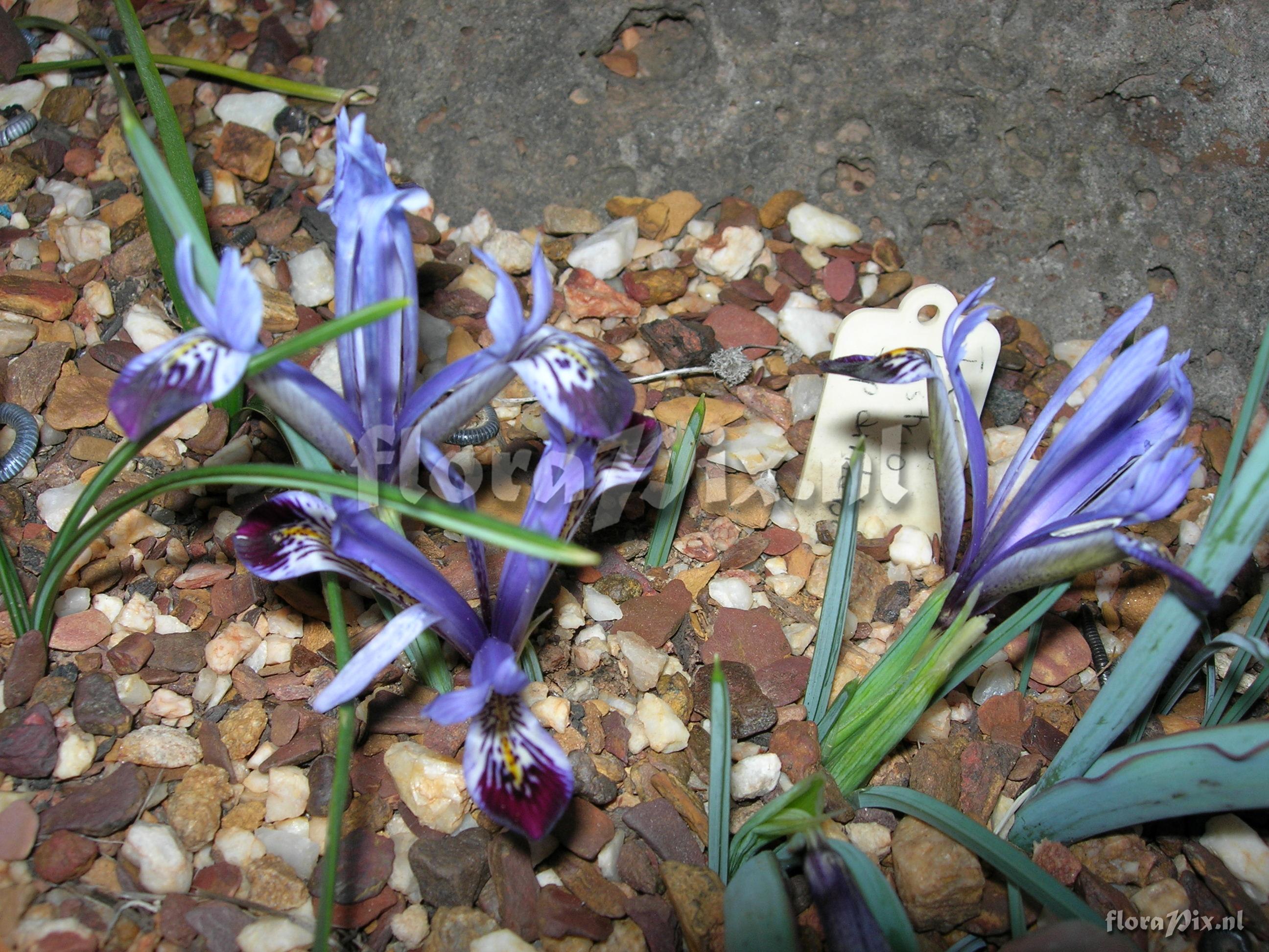 Iris histrio ssp aintabensis