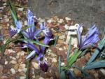 Iris histrio ssp aintabensis