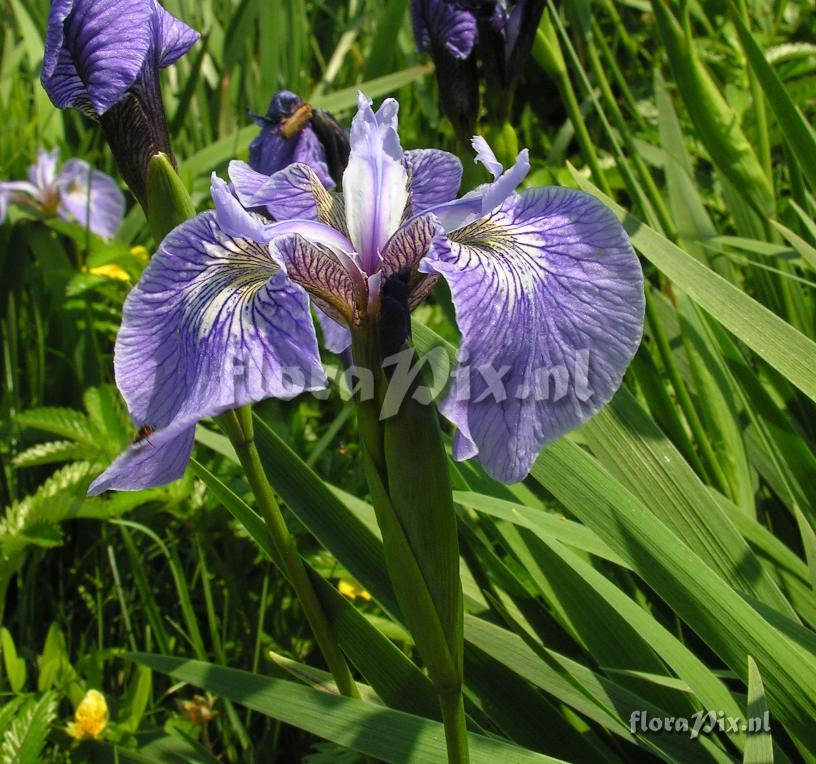 Iris hookeri