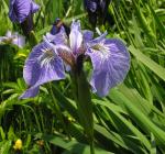 Iris hookeri