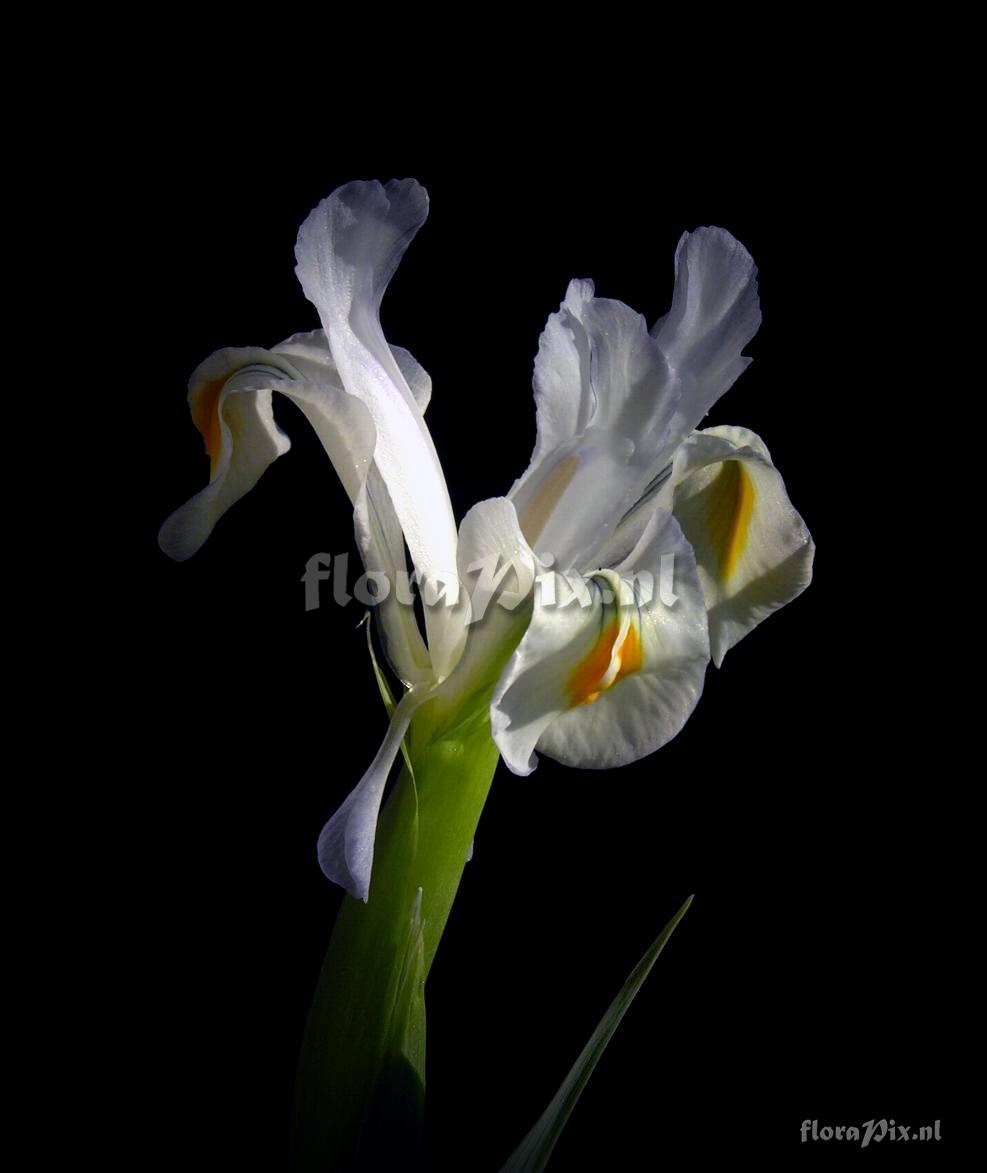 Iris magnifica