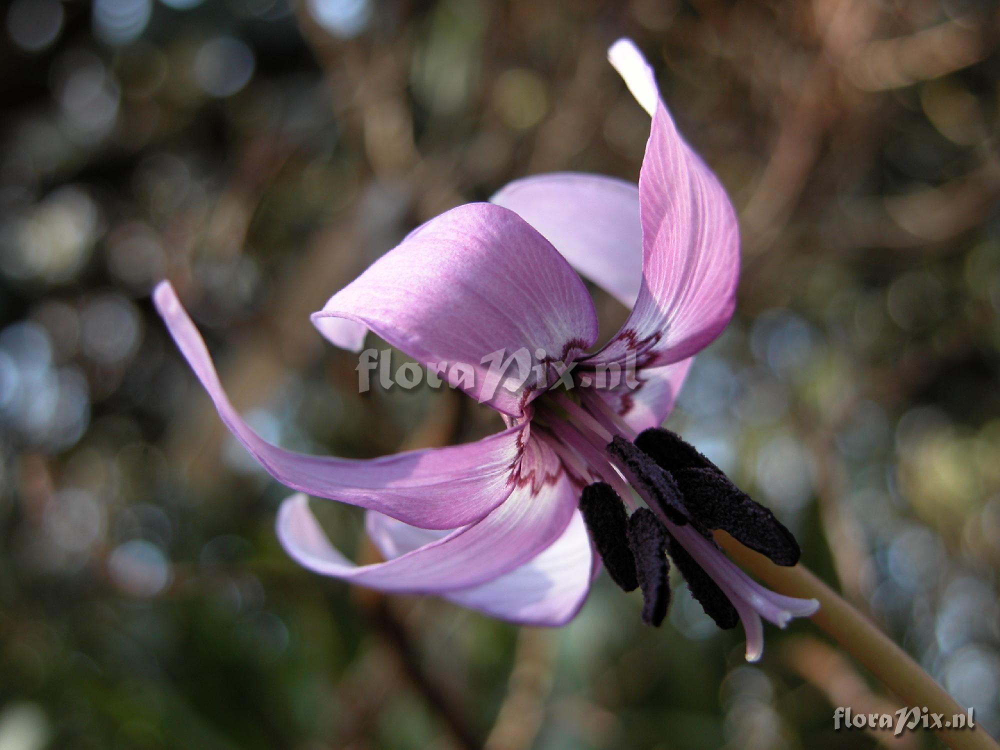 Erythronium japonicum