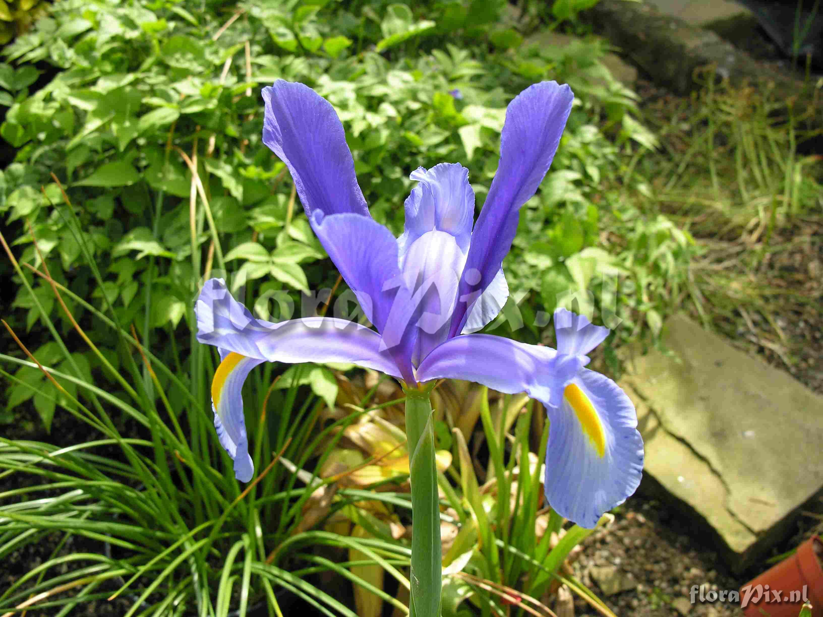 Iris xiphium