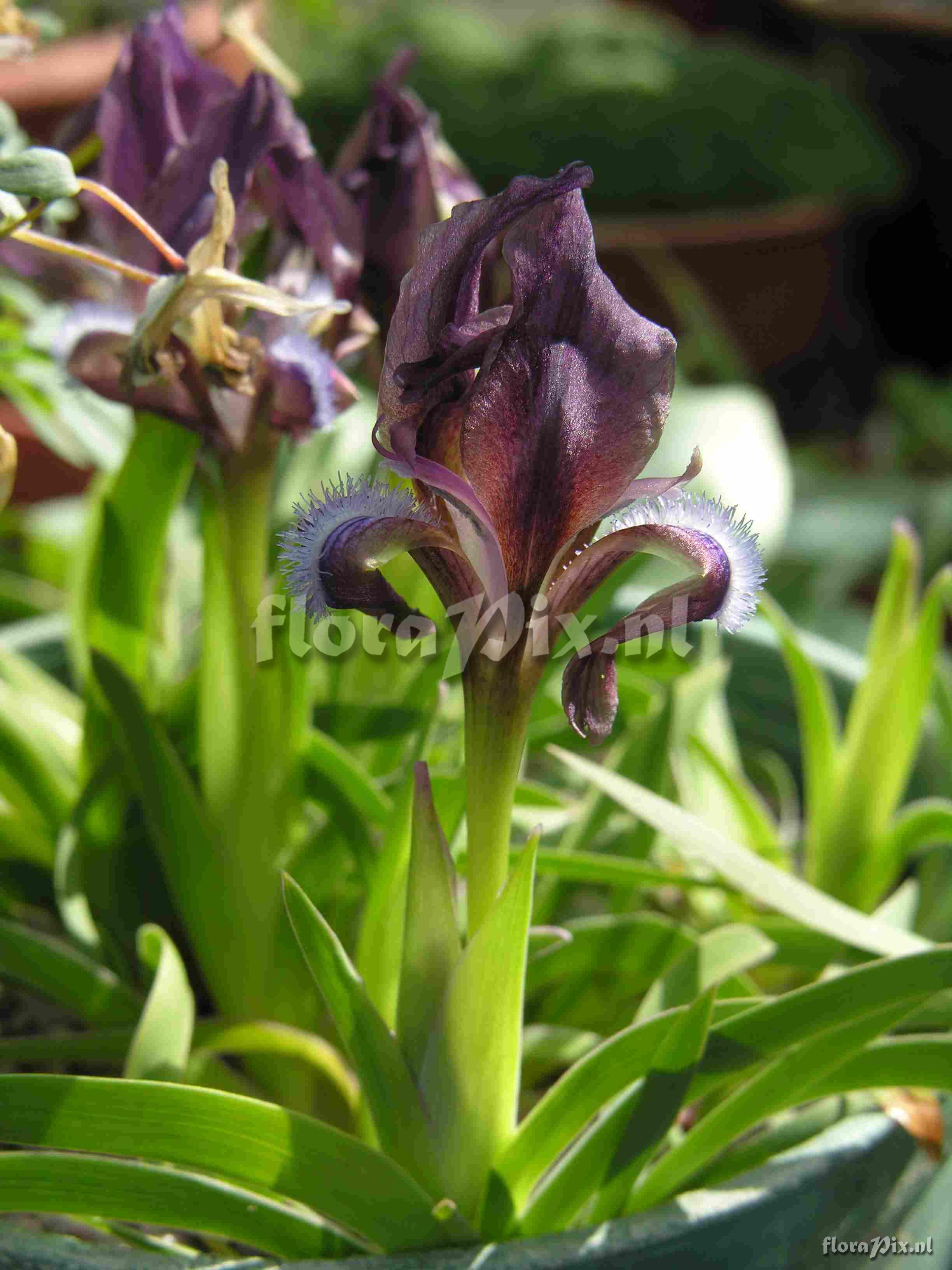 Iris attica