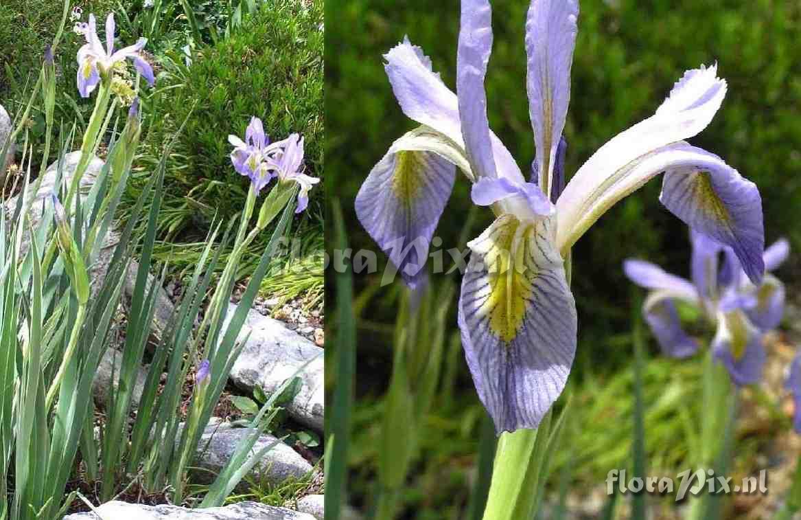 Iris missouriensis