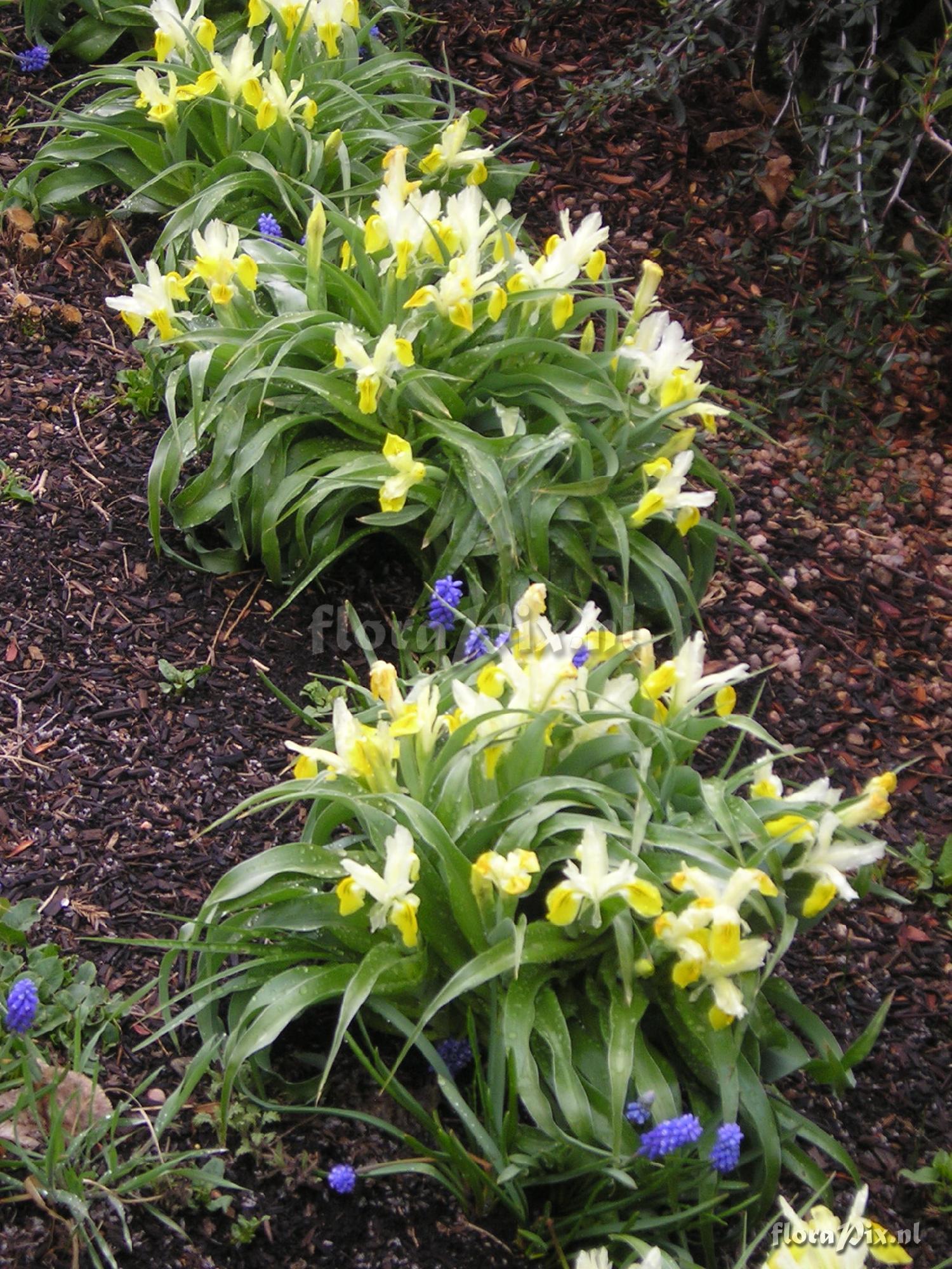 Iris bucharica