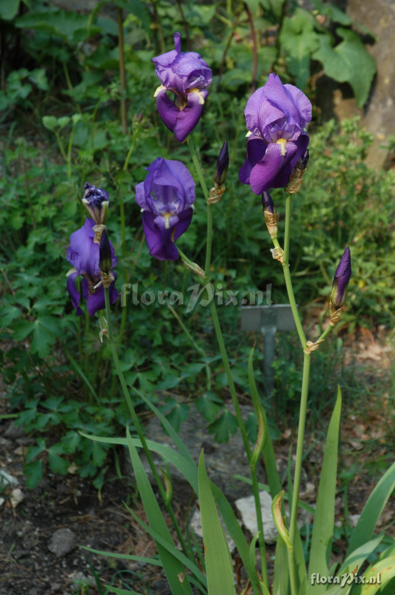 Iris pseudopallida