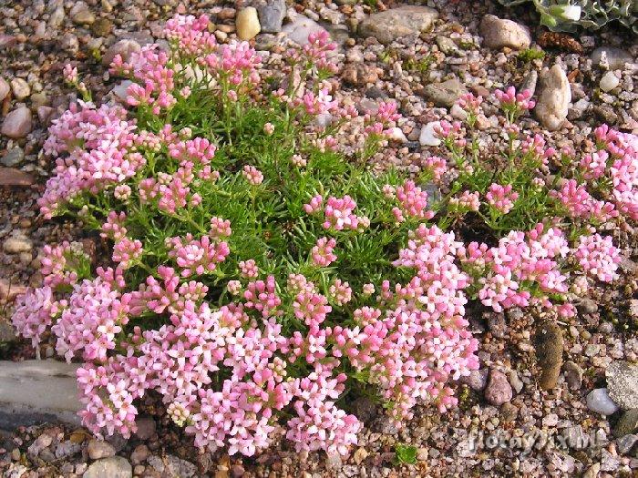 Asperula caespitosa