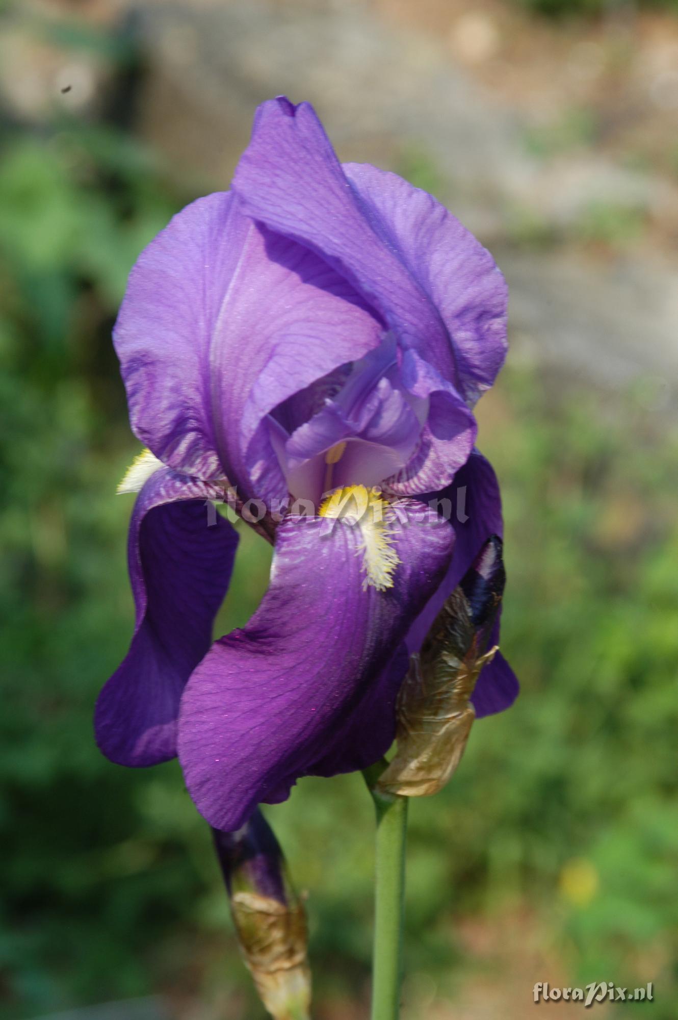 Iris pseudopallida