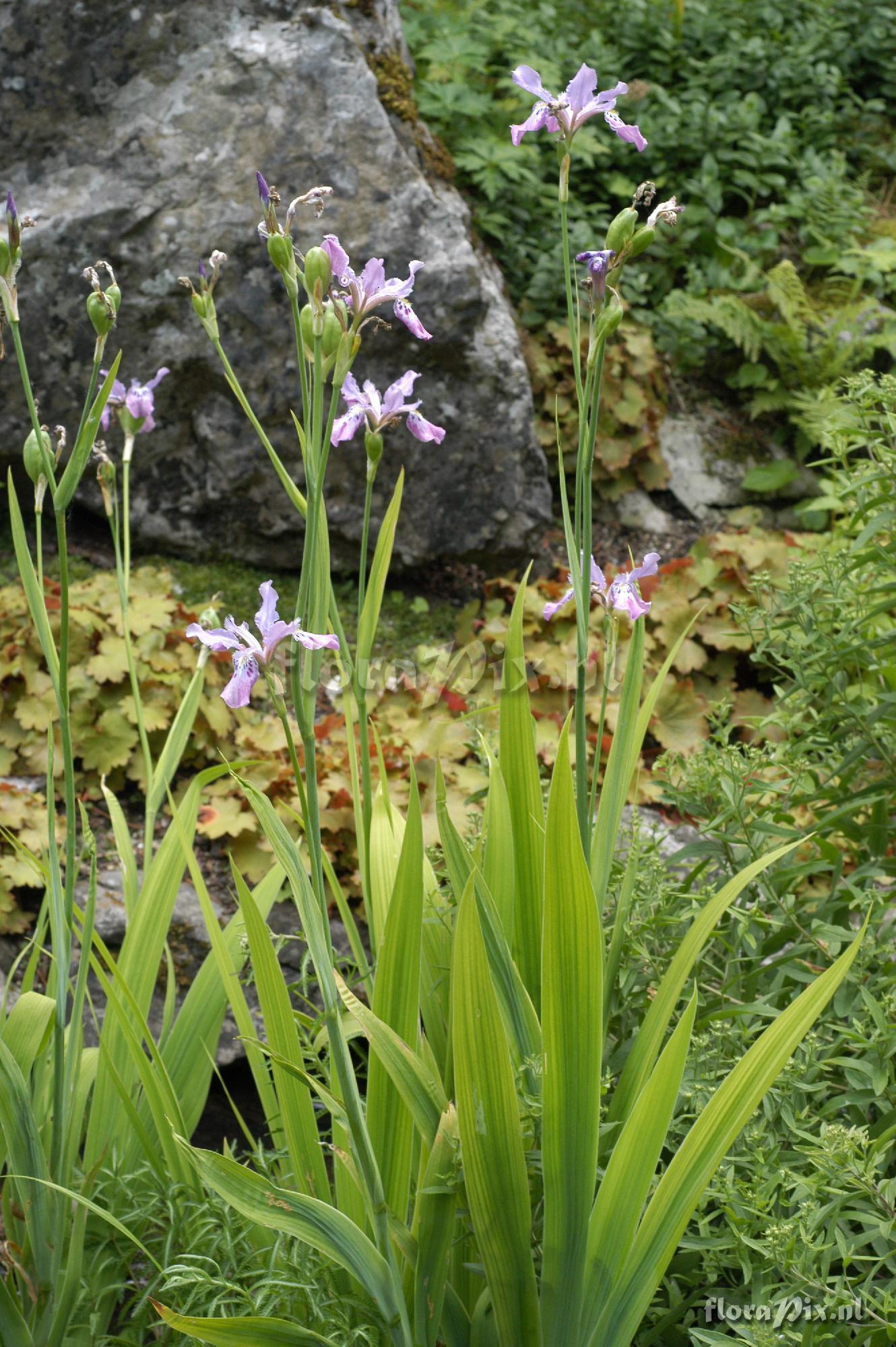 Iris milesii