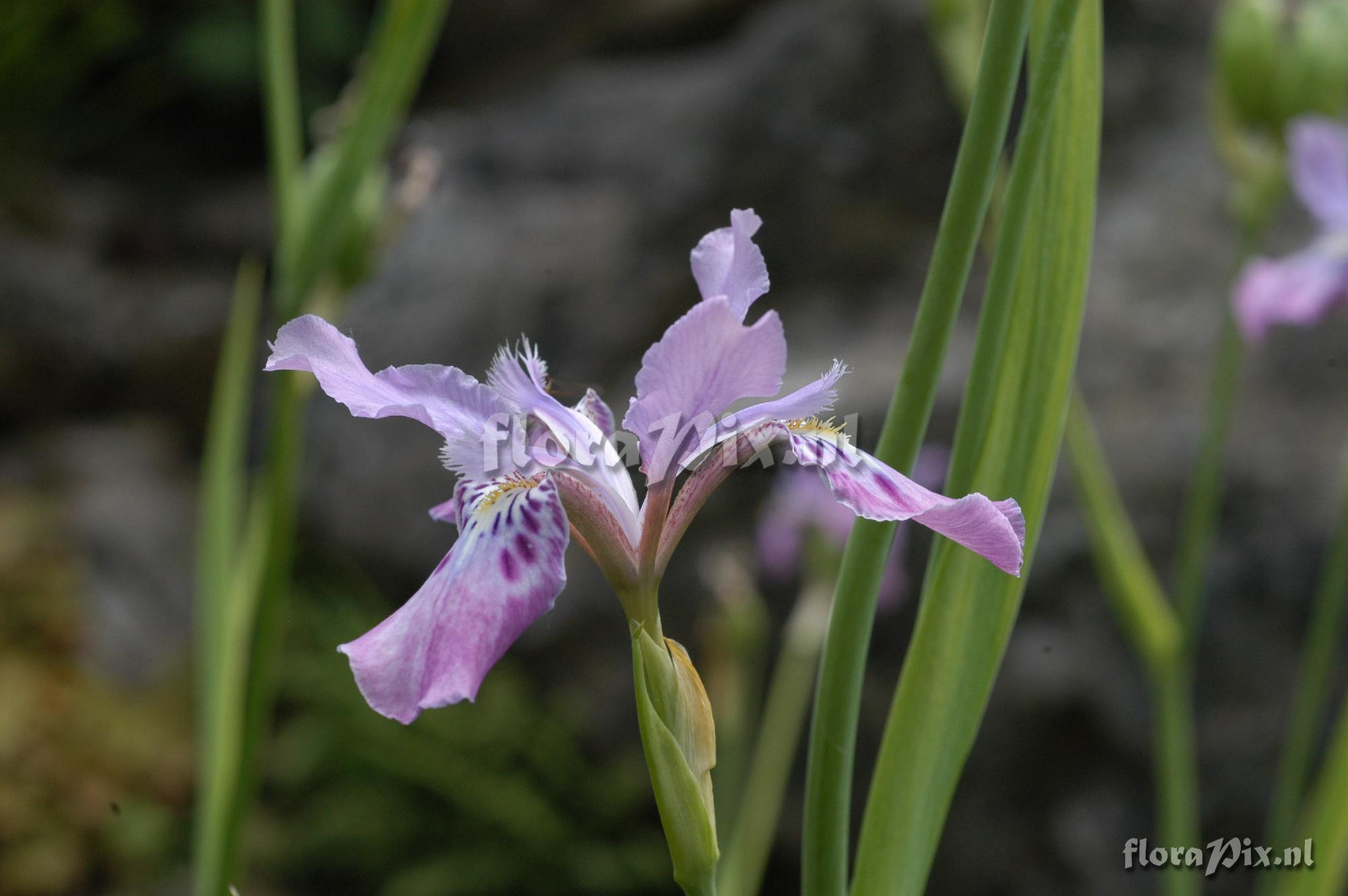 Iris milesii