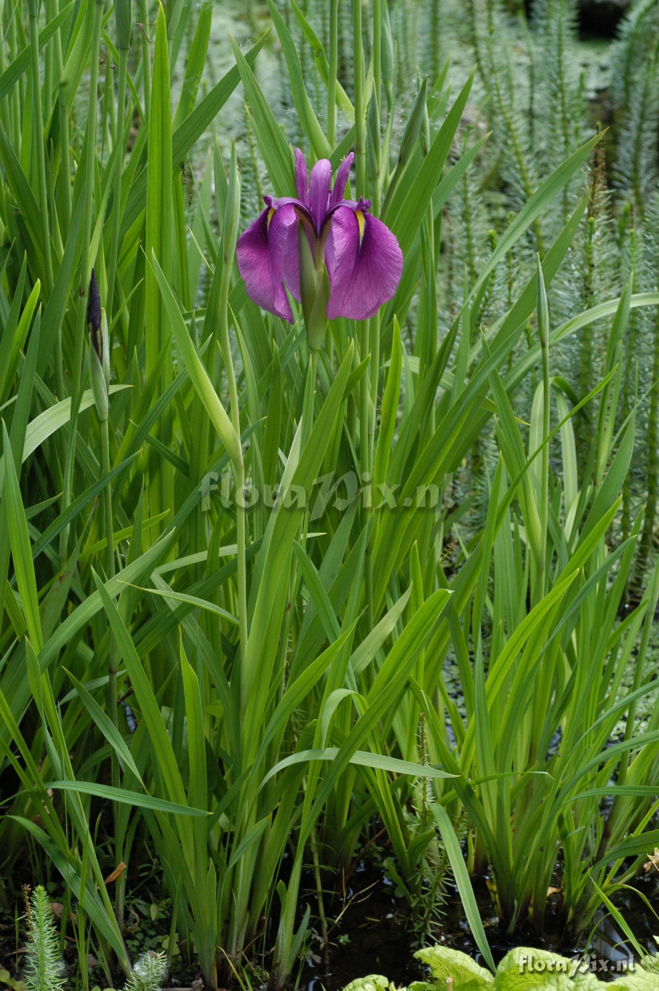 Iris ensata