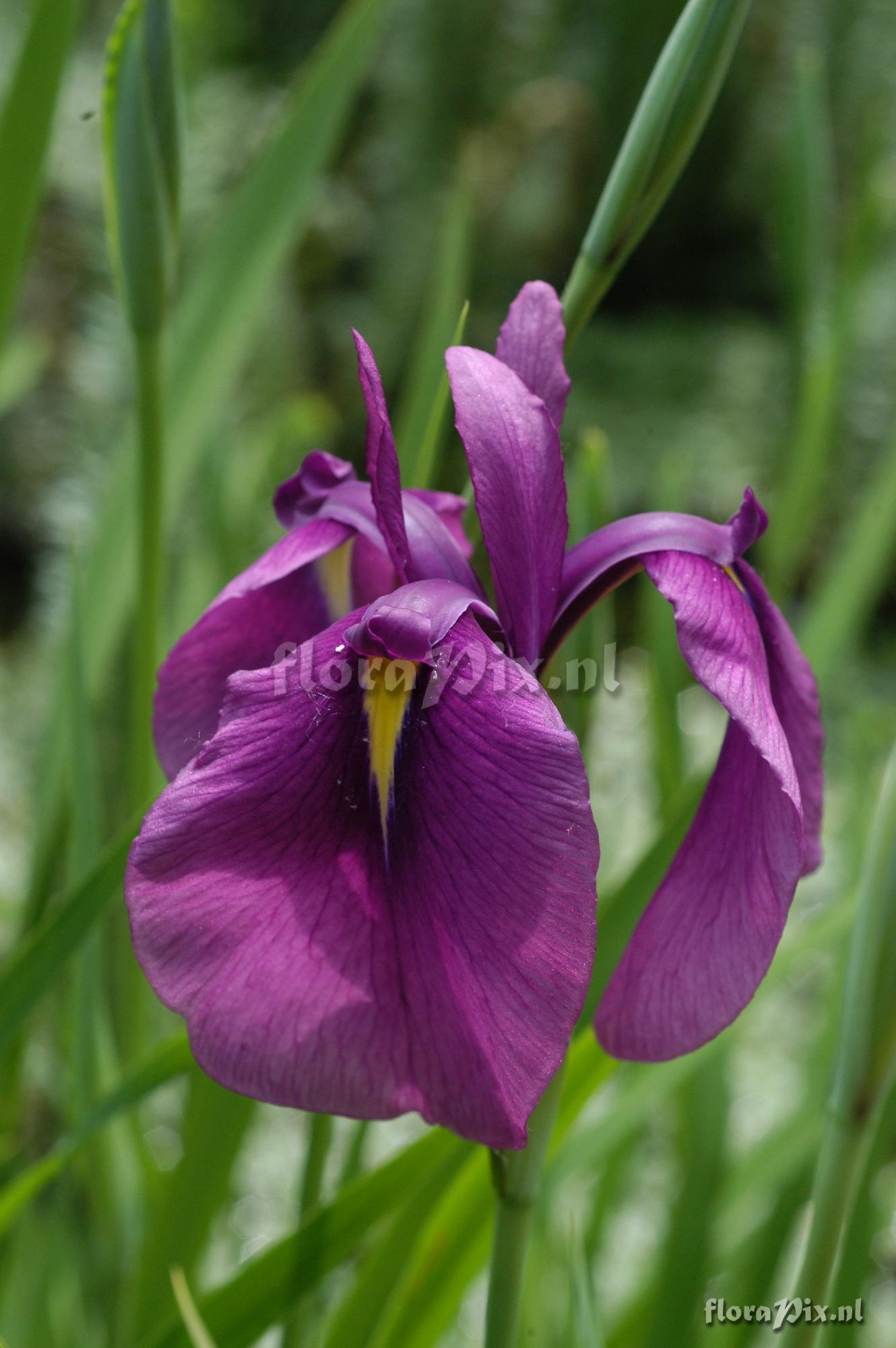 Iris ensata