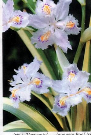 Iris japonica