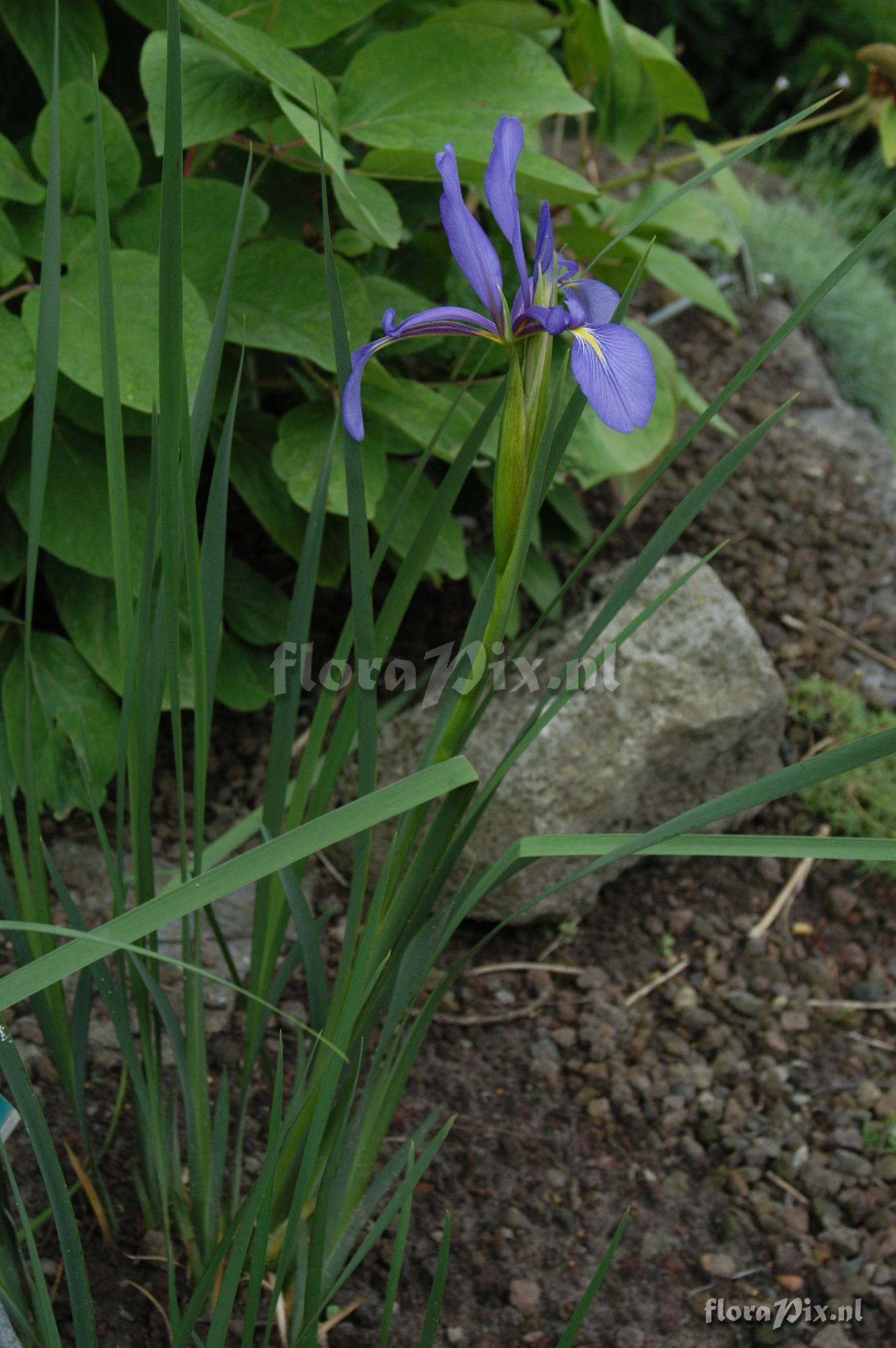 Iris notha