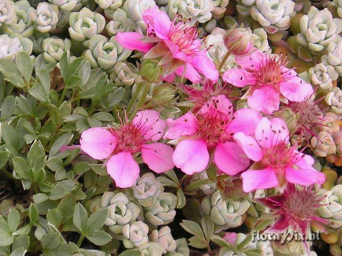 Potentilla nitida