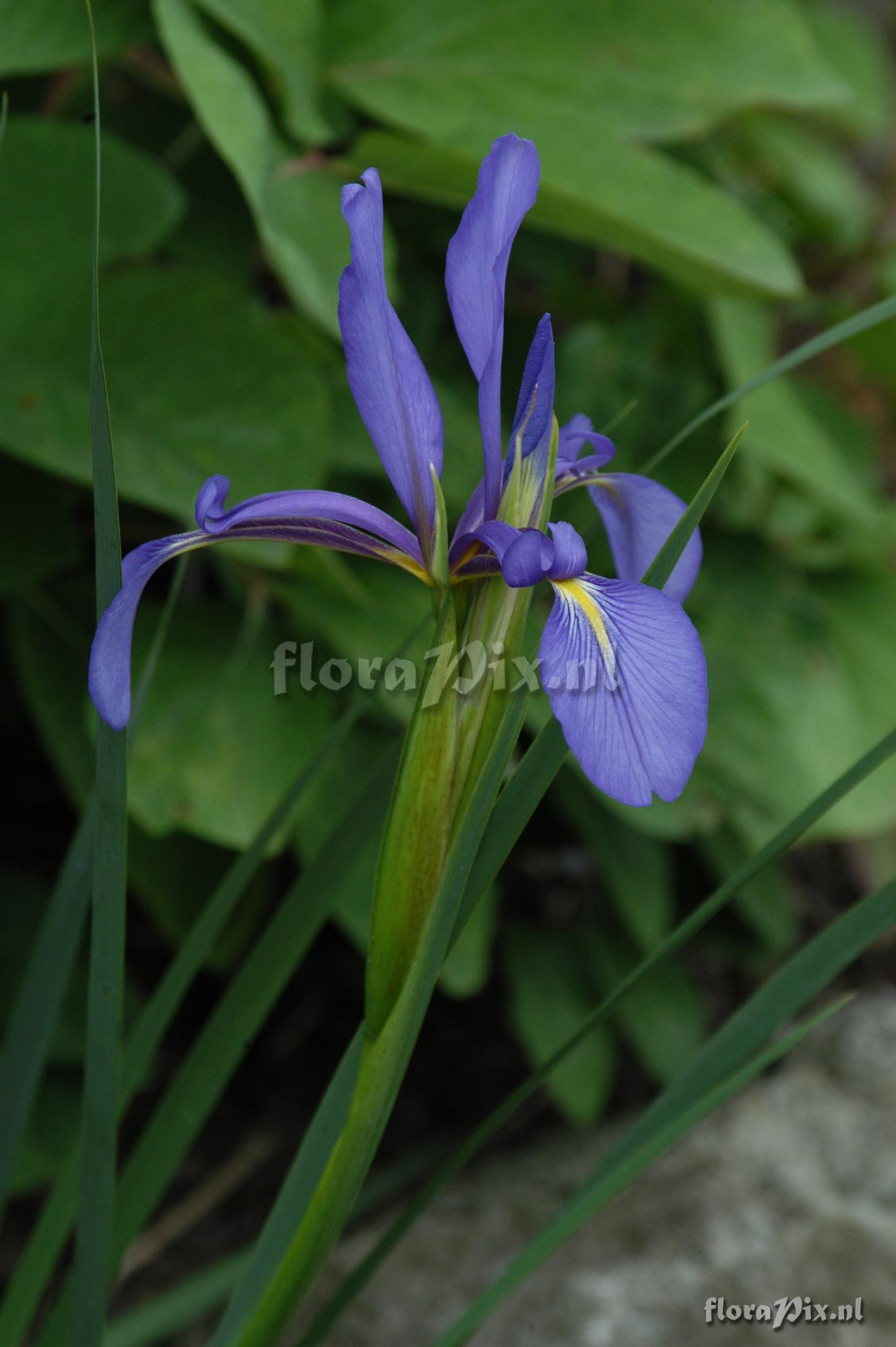 Iris notha