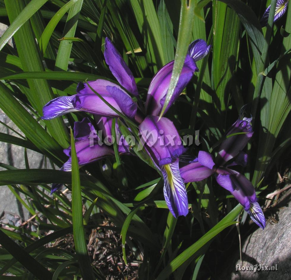 Iris graminea