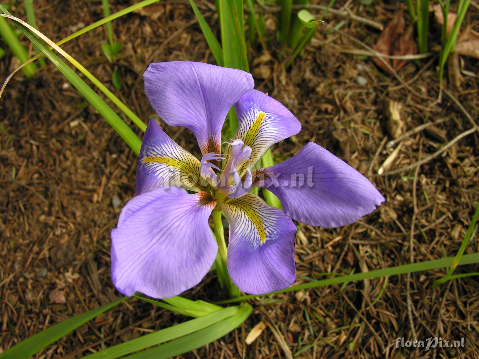 Iris unguicularis