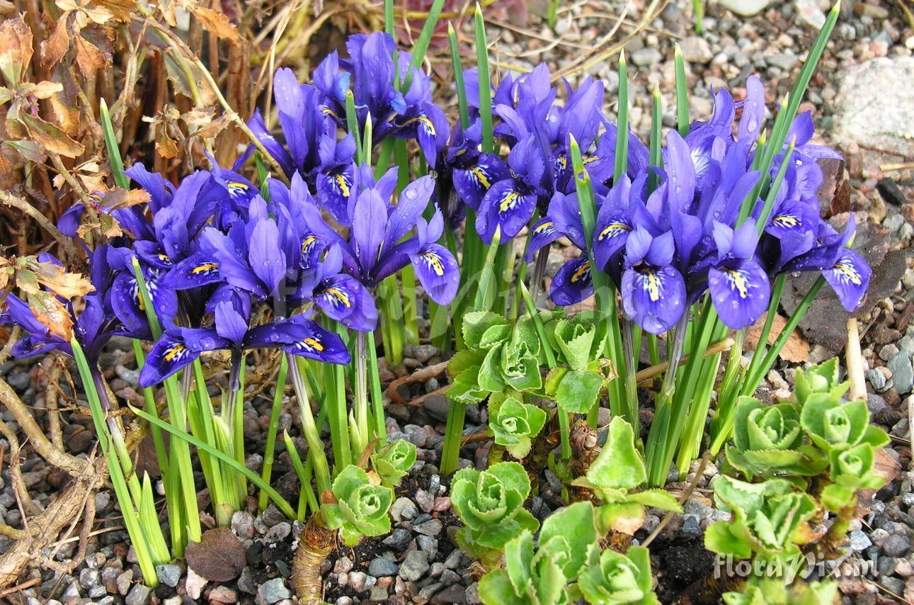 Iris reticulata 