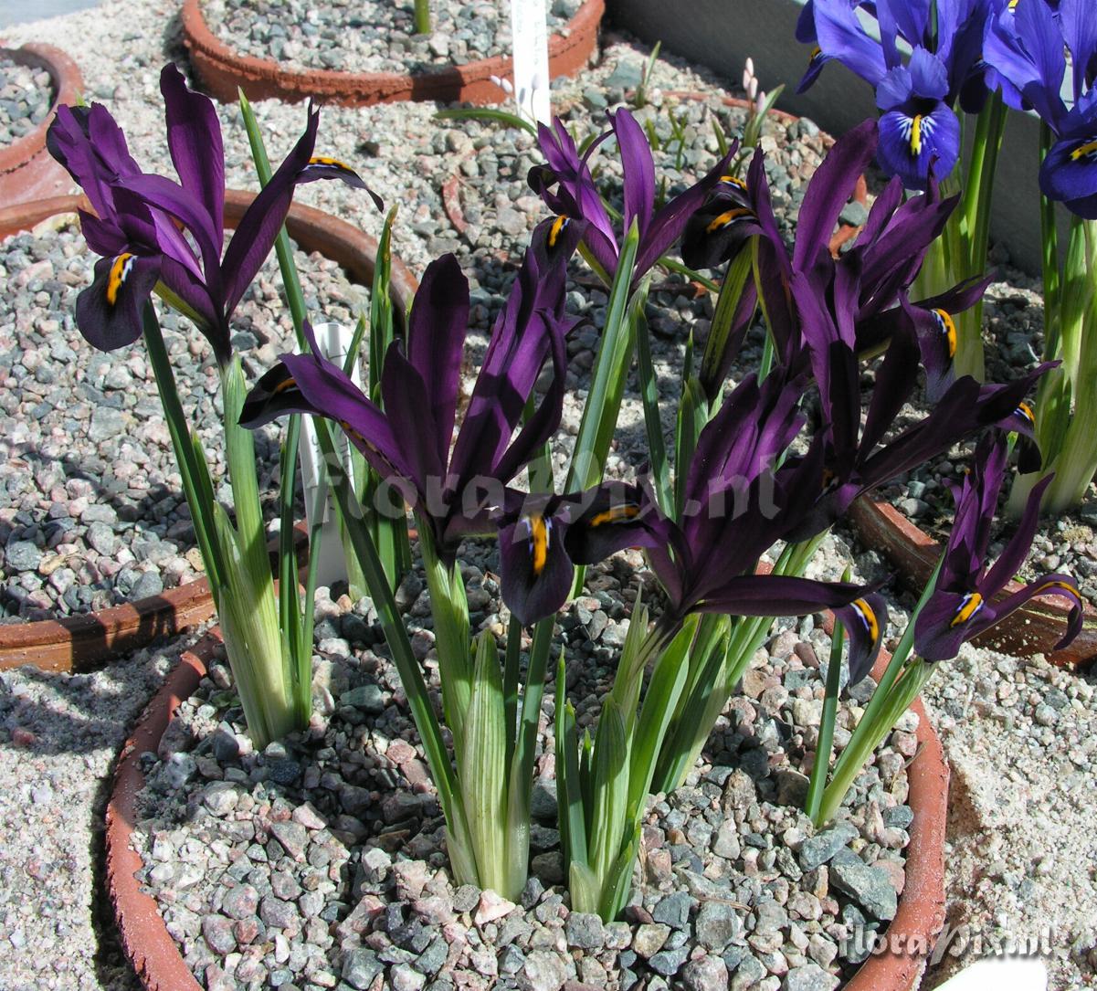 Iris reticulata 