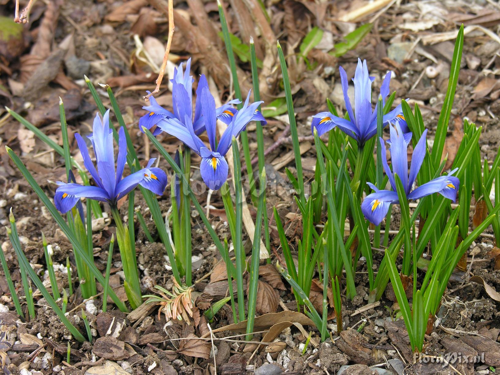 Iris reticulata 