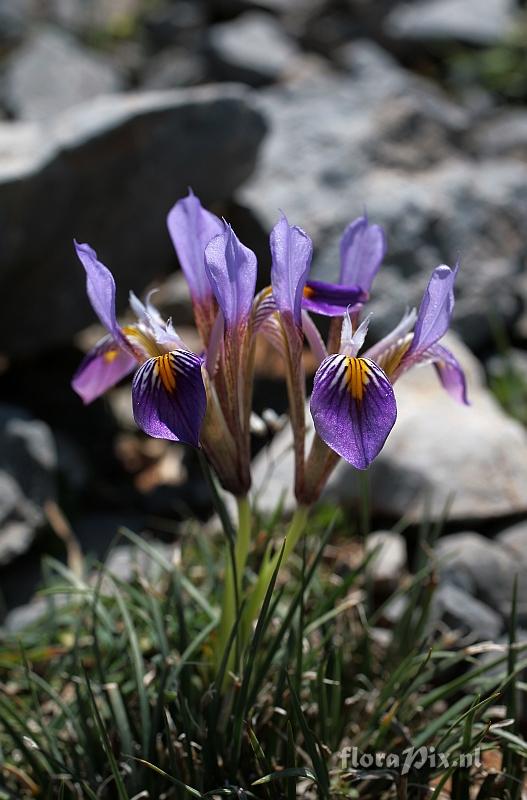 Iris cretensis