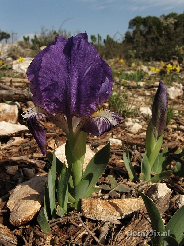 Iris chamaeiris (yellow form)