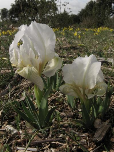 Iris chamaeiris (White form form)