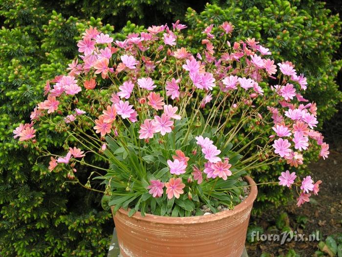 Lewisia 