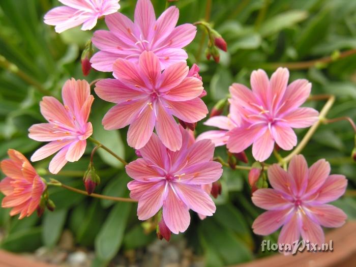 Lewisia 