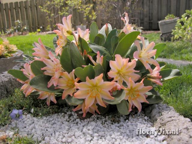 Lewisia tweedyi