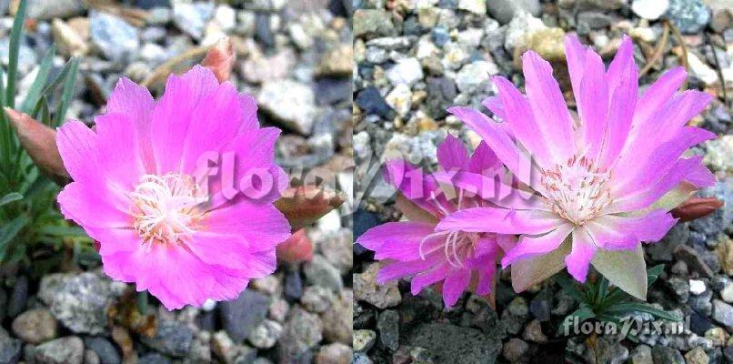 Lewisia rediviva