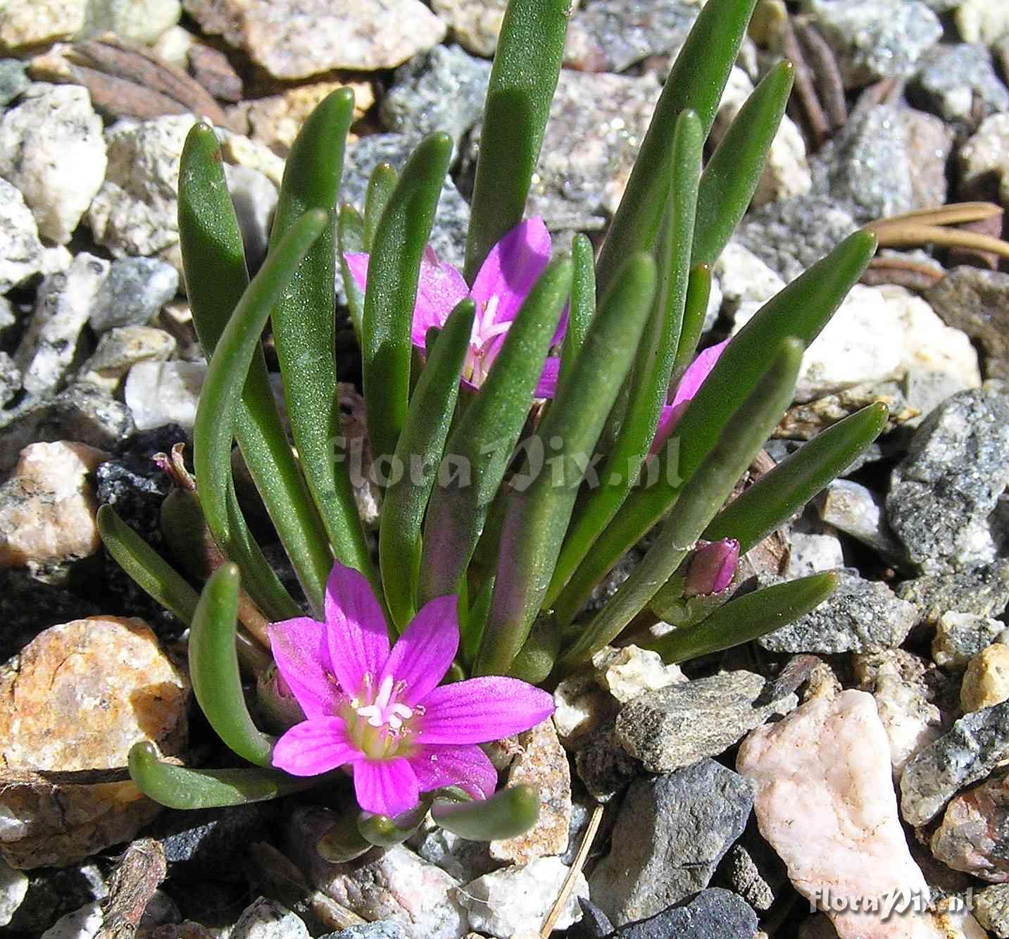 Lewisia pygmaea