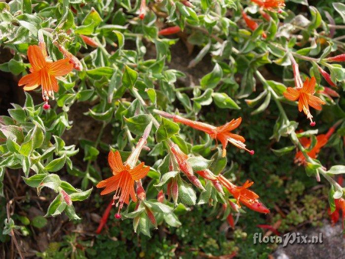 Zauschneria septentrionalis