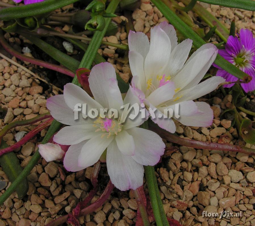 Lewisia rediviva 