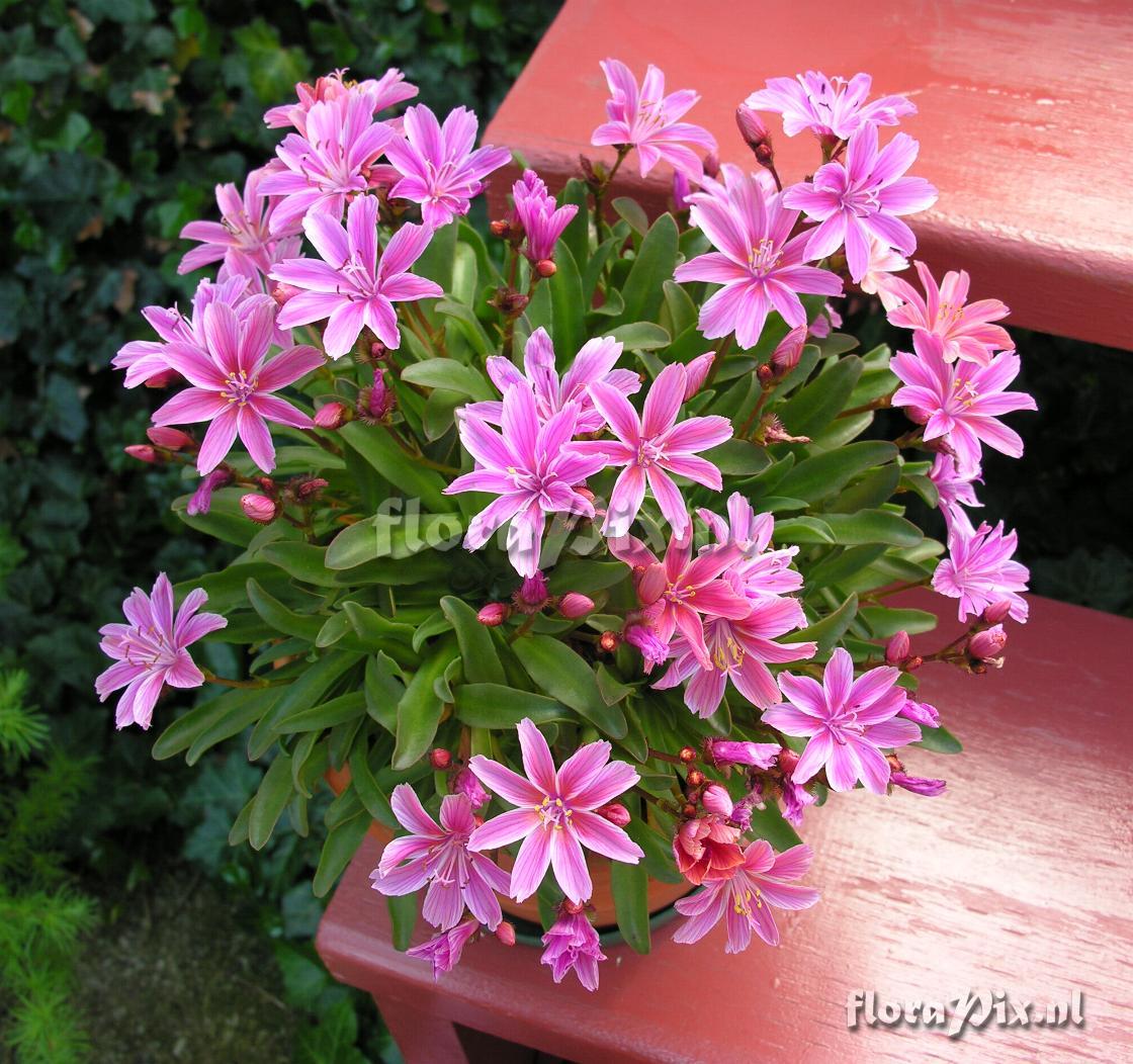 Lewisia 