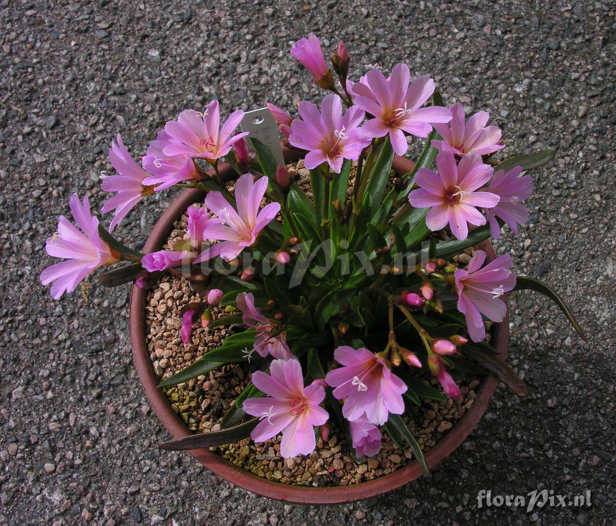 Lewisia 