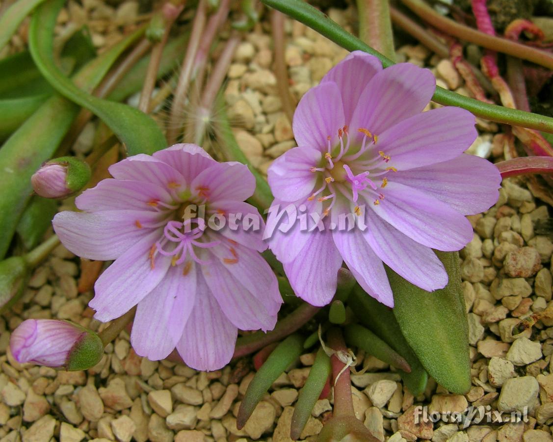 Lewisia nevadensis 