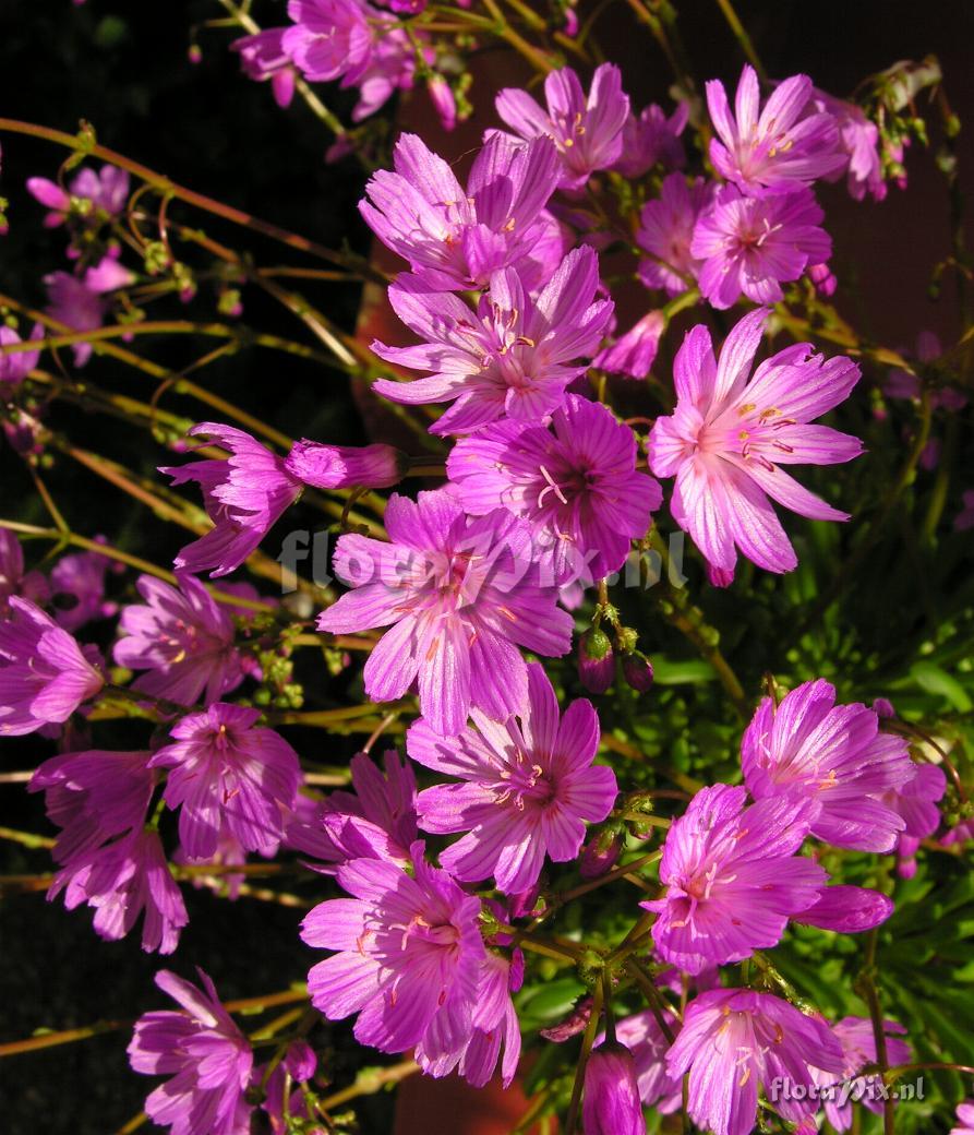 Lewisia columbiana var. rupicola