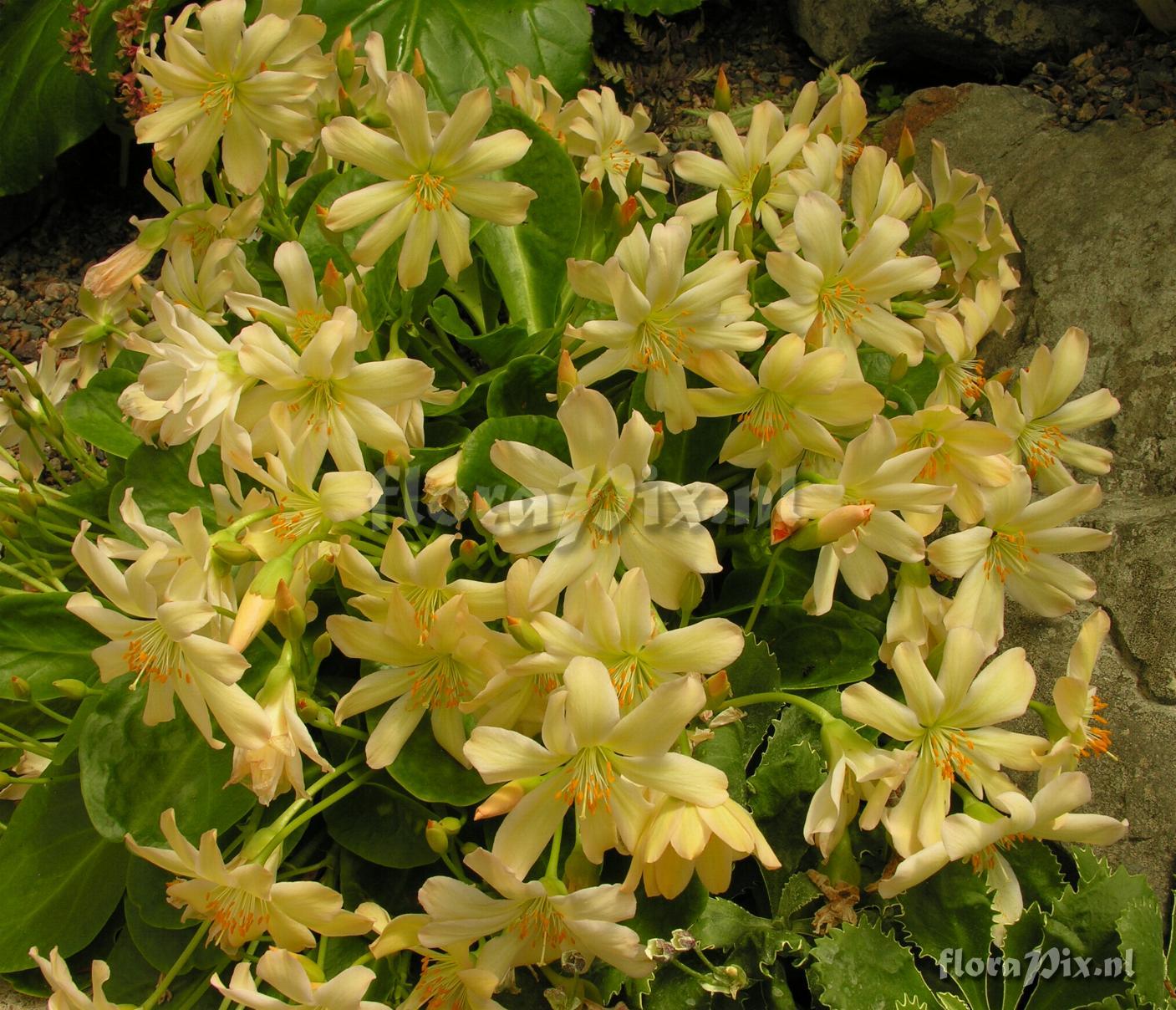 Lewisia tweedyi