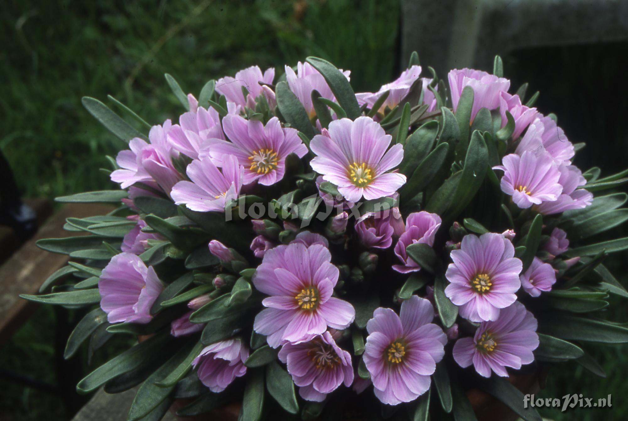 Lewisia brachycalyx