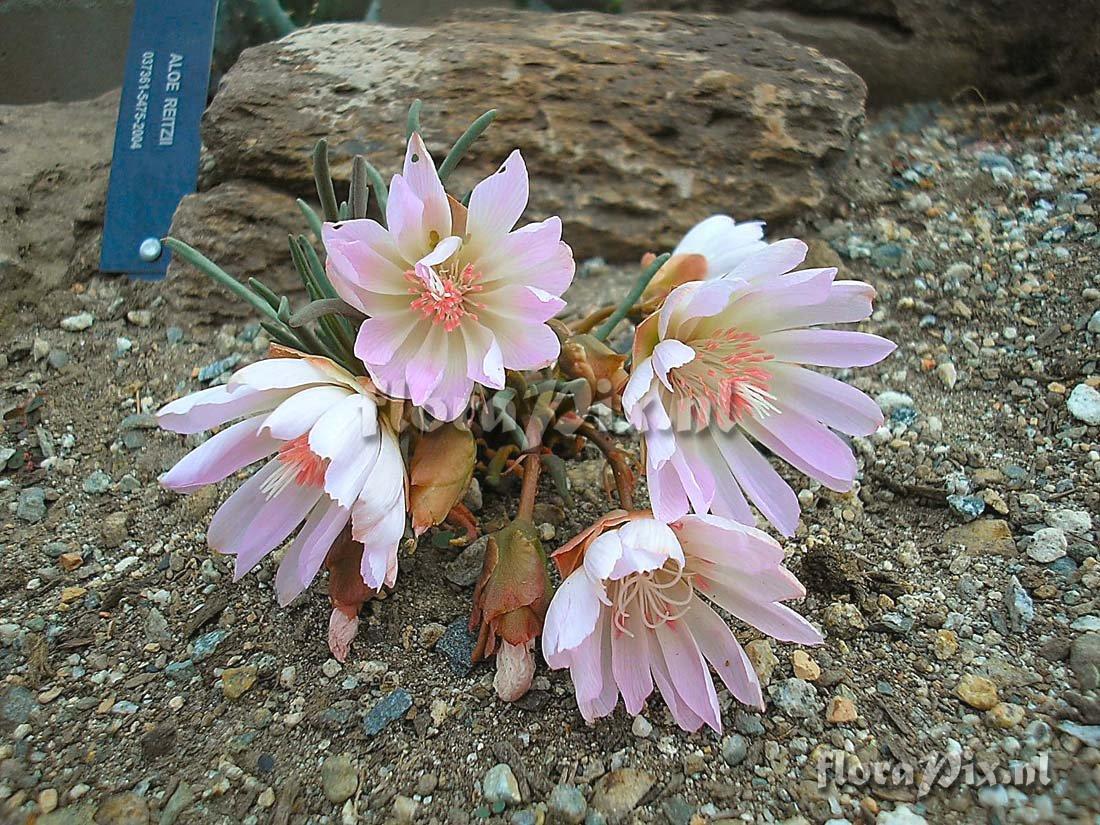 Lewisia rediviva