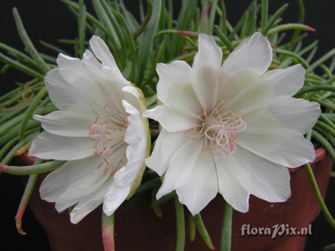 Lewisia rediviva alba