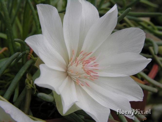 Lewisia rediviva alba