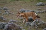 4-fauna Canis simensis