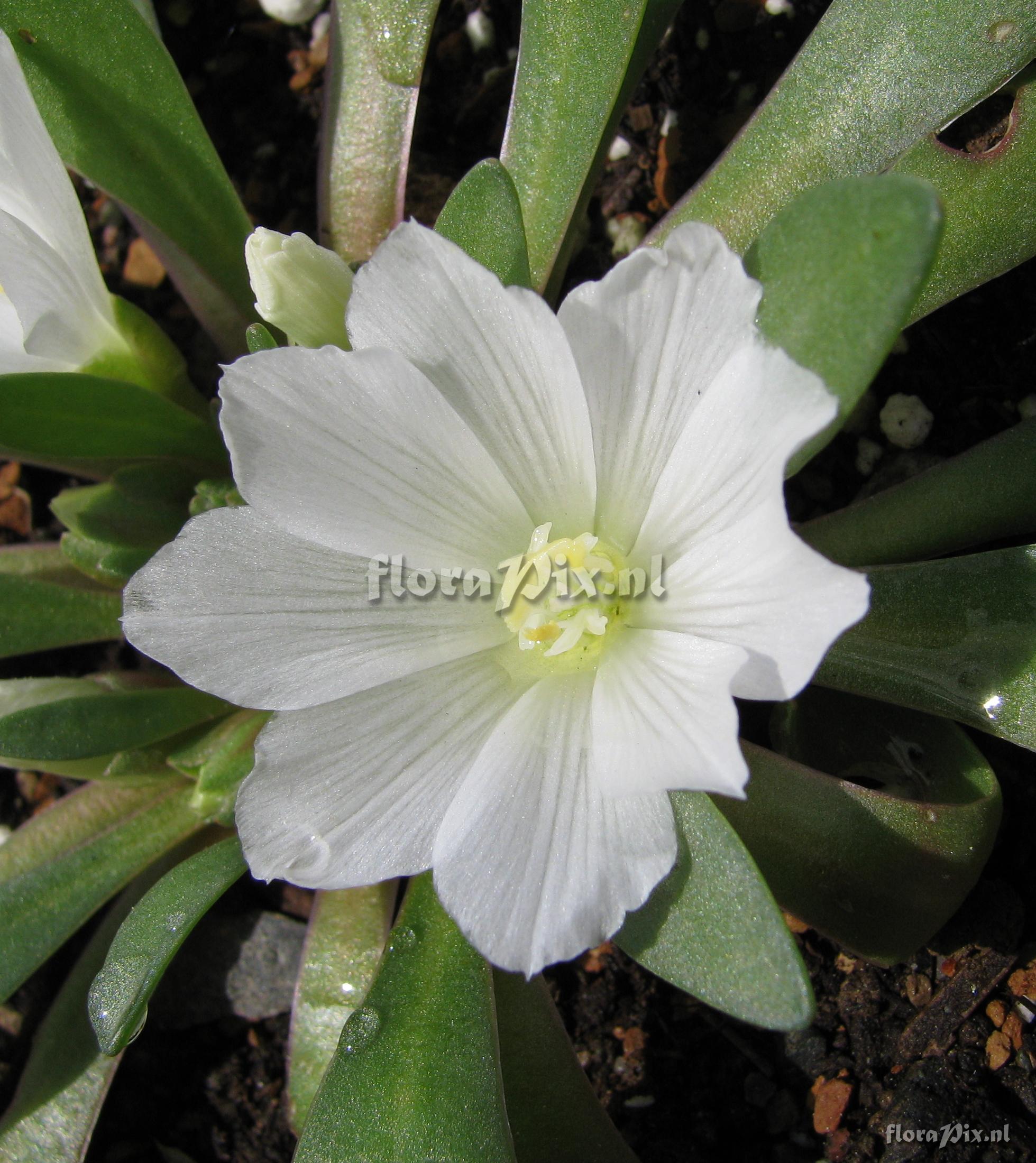 Lewisia brachycalyx