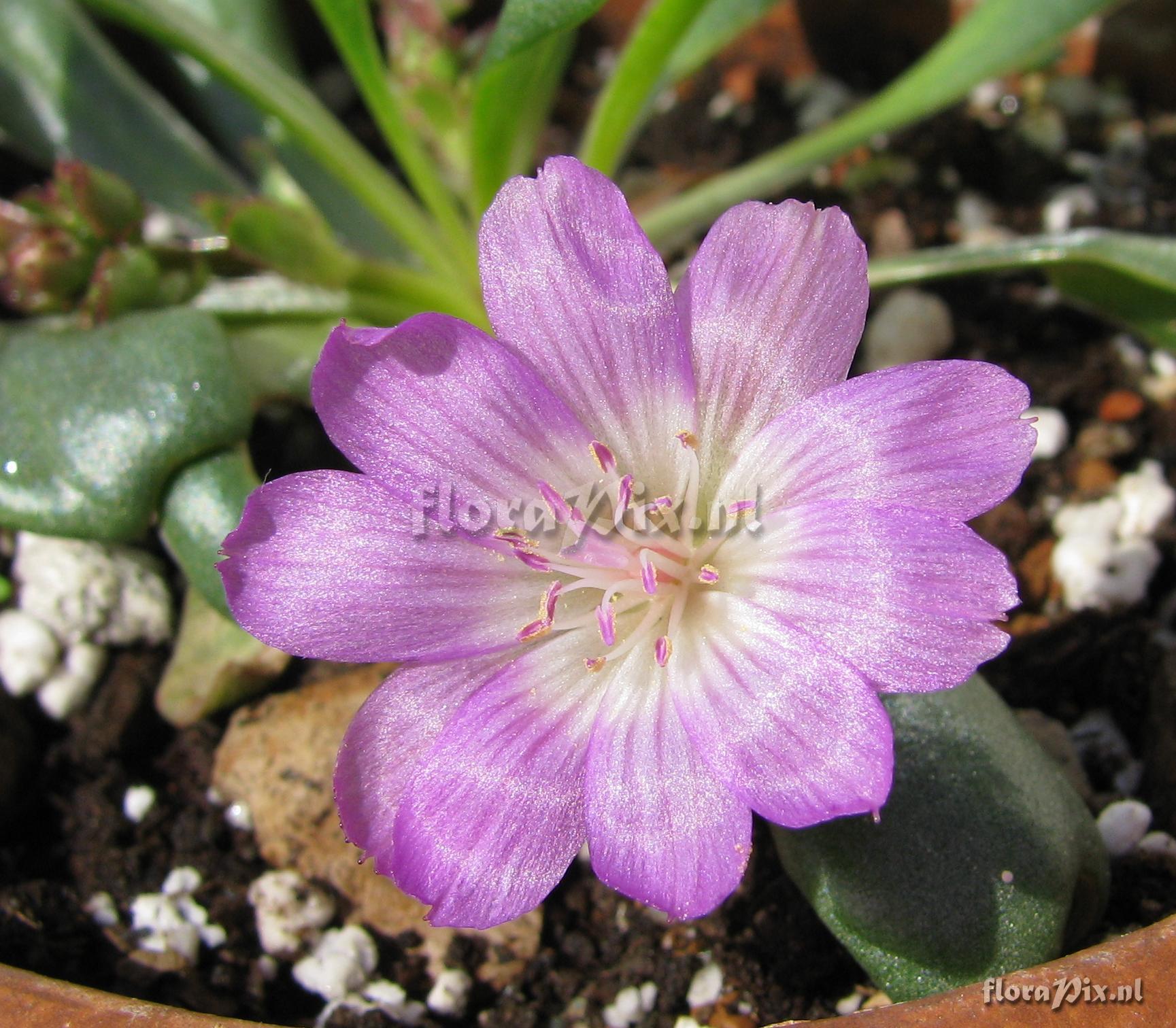 Lewisia stebbensii