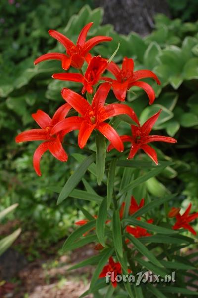 Lilium concolor